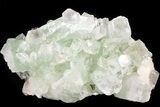 Zoned Apophyllite Crystal Cluster - India #44406-1